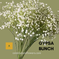 Bunches